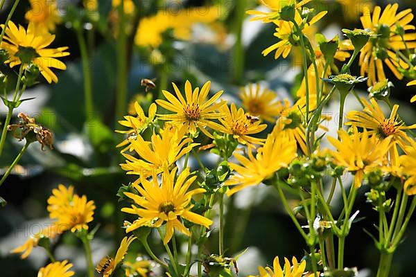 Jerusalem artichoke blossoms in the field,