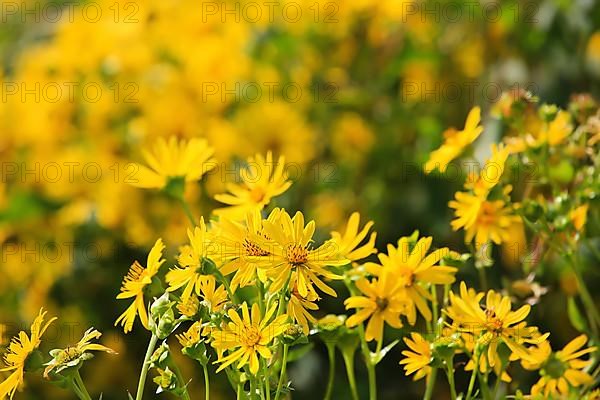 Jerusalem artichoke blossoms in the field,