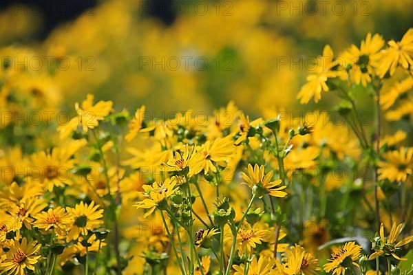 Jerusalem artichoke blossoms in the field,