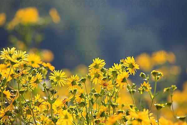 Jerusalem artichoke blossoms in the field,