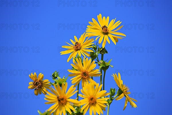 Jerusalem artichoke blossoms in the field,