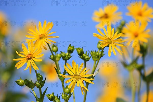 Jerusalem artichoke blossoms in the field,