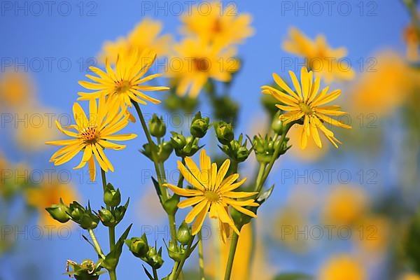 Jerusalem artichoke blossoms in the field,