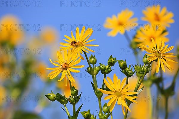 Jerusalem artichoke blossoms in the field,