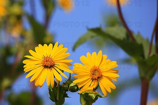 Jerusalem artichoke blossoms in the field,