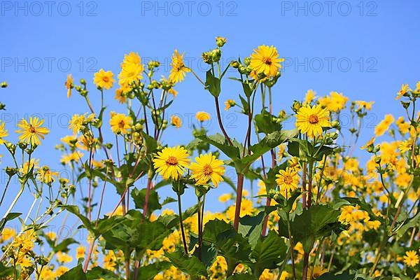 Jerusalem artichoke blossoms in the field,