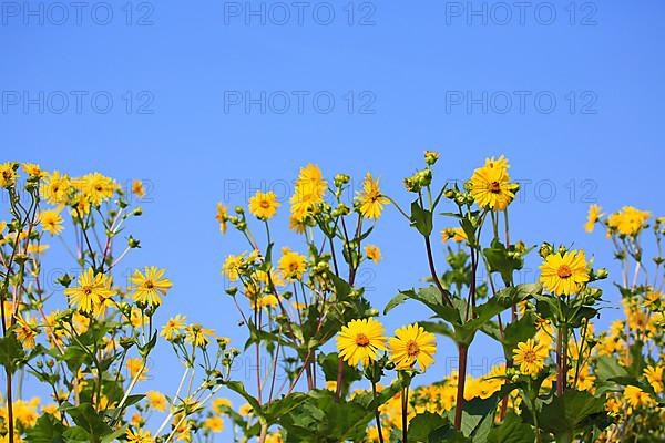 Jerusalem artichoke blossoms in the field,