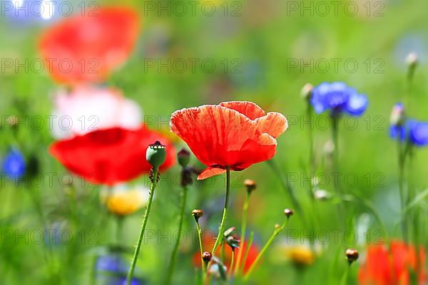 Colourful flower meadow with various wild flowers with tilt-shift effect,