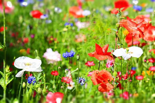 Colourful flower meadow with various wild flowers with tilt-shift effect,