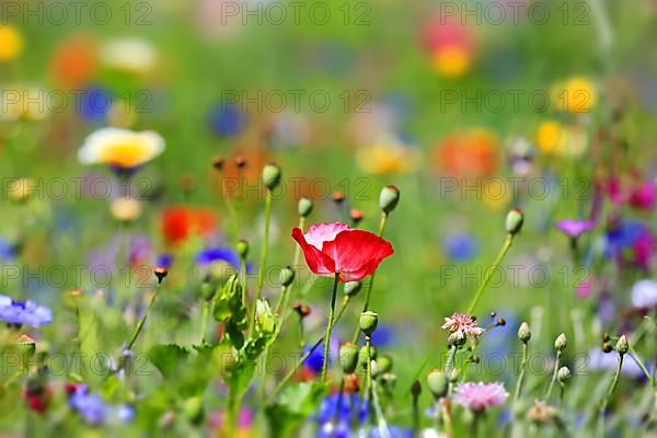 Colourful flower meadow with various wild flowers with tilt-shift effect,