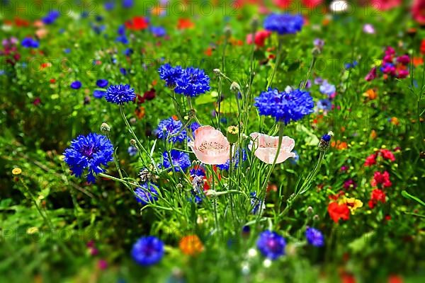 Colourful flower meadow with various wild flowers with tilt-shift effect,