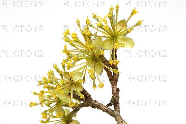 Cornelian cherry,