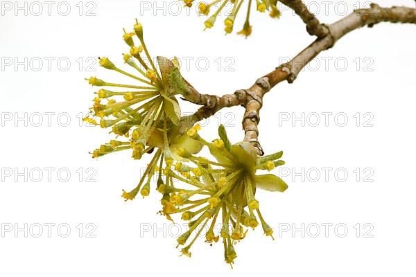 Cornelian cherry,