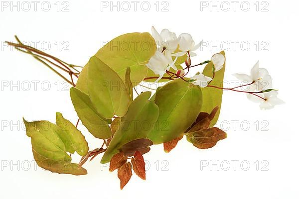 Medicinal plant and aphrodiscum Epimedium grandiflorum, macranthum