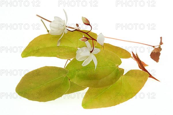 Medicinal plant and aphrodiscum Epimedium grandiflorum, macranthum