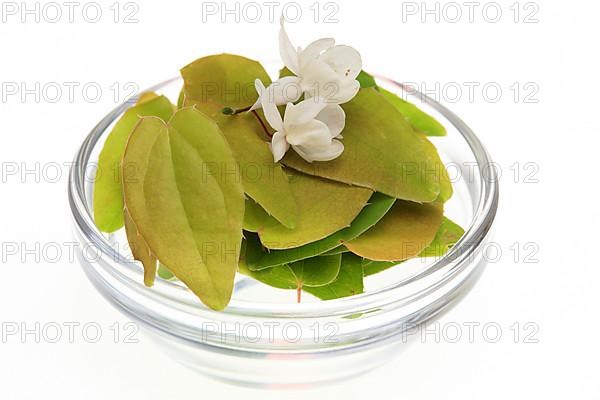 Medicinal plant and aphrodiscum Epimedium grandiflorum, macranthum