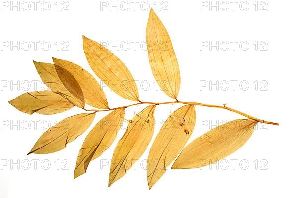 Dried leaves of the medicinal plant, angular solomon's seal