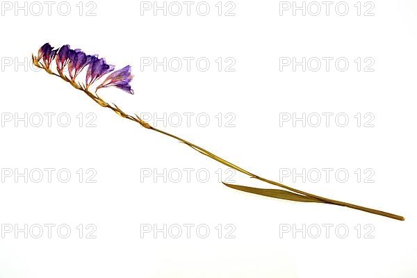 Medicinal plant Gladiolus communis imbricatus, dried plant