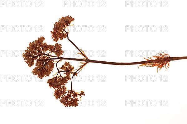 Medicinal plant Valerian, Valeriana officinalis