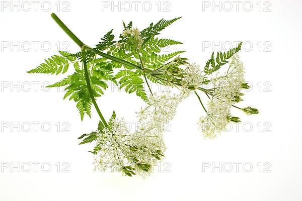 Flower and leaves of sweet cicely, Myrrhis odorata