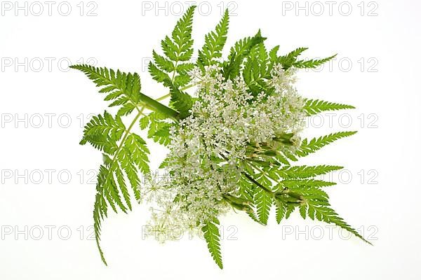 Flower and leaves of sweet cicely, Myrrhis odorata