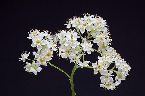 Blossom of the Wild Service Tree, Chequers Tree