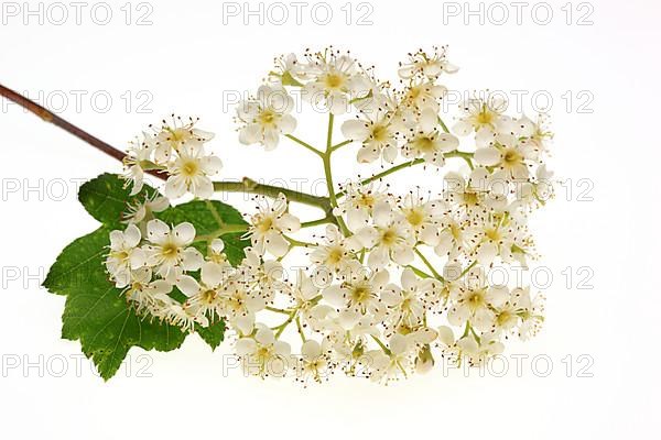 Blossom of the Wild Service Tree, Chequers Tree