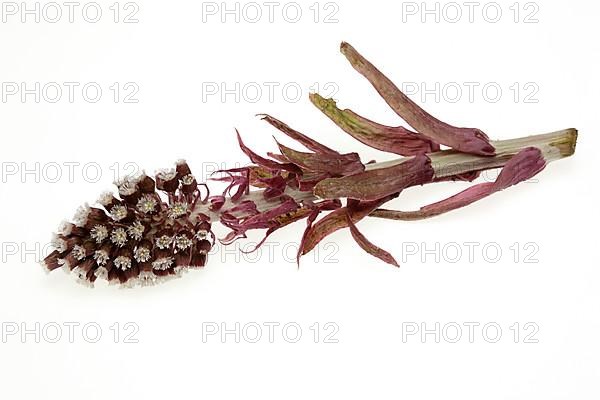 Butterbur,