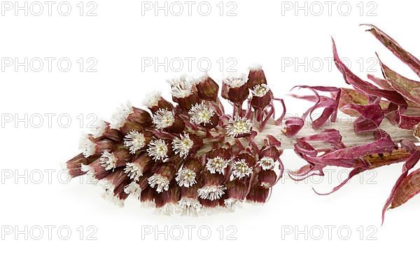 Butterbur,