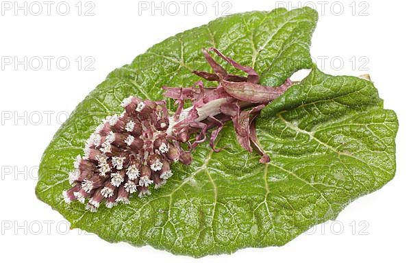 Butterbur,