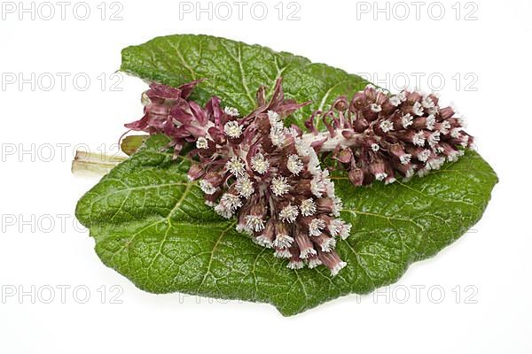 Butterbur,