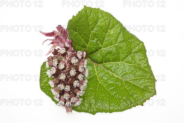 Butterbur,