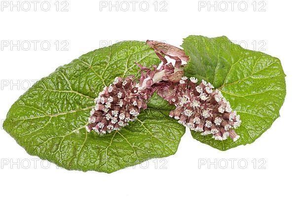 Butterbur,