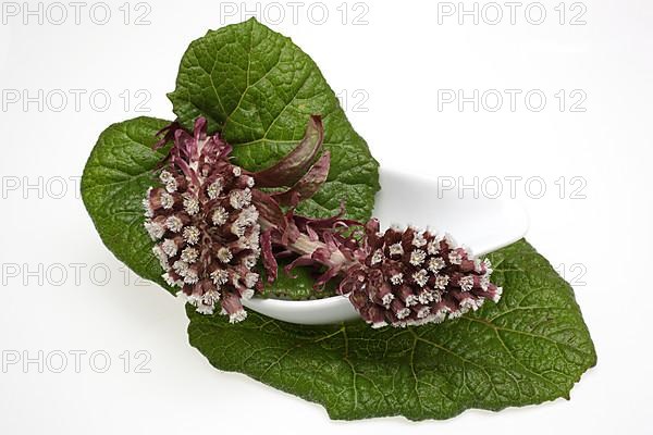 Butterbur,