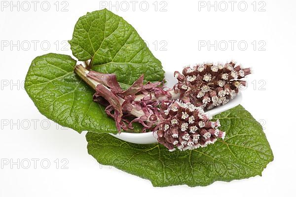 Butterbur,