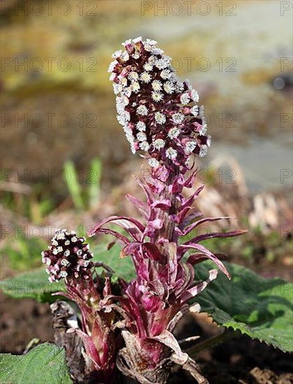 Butterbur,