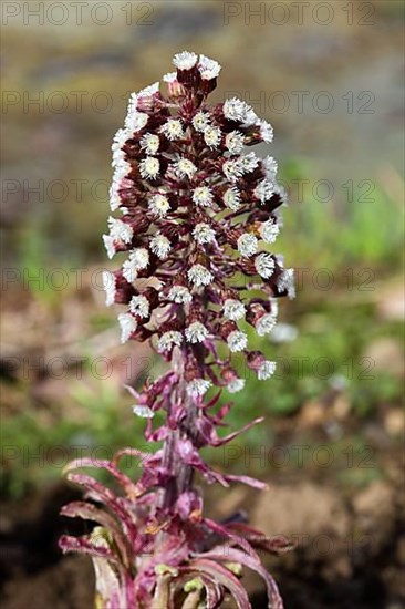 Butterbur,