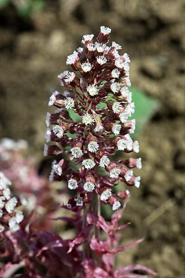 Butterbur,