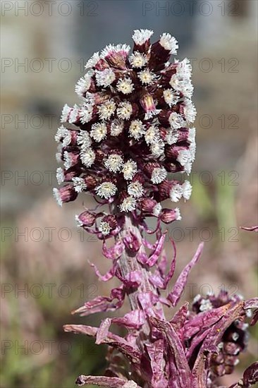 Butterbur,