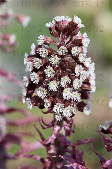 Butterbur,