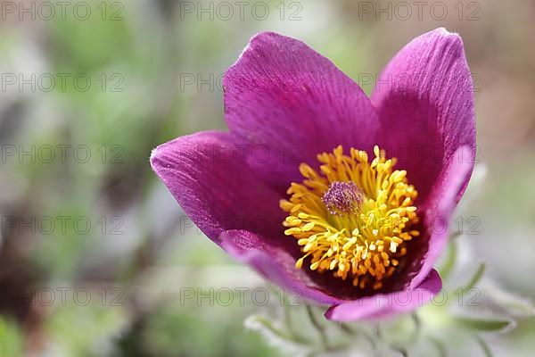 Medicinal plant Creeping pasque flower,