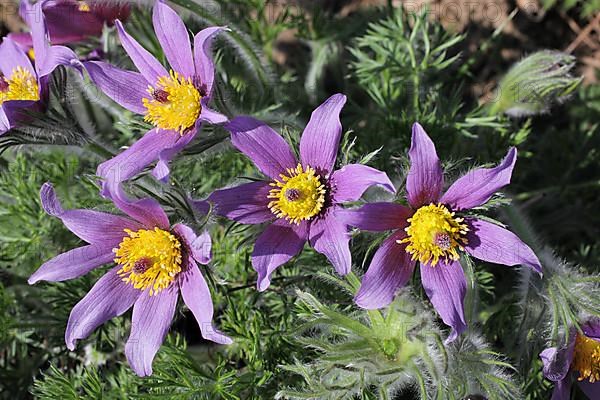 Medicinal plant Creeping pasque flower,