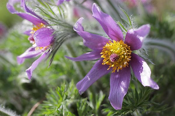 Medicinal plant Creeping pasque flower,