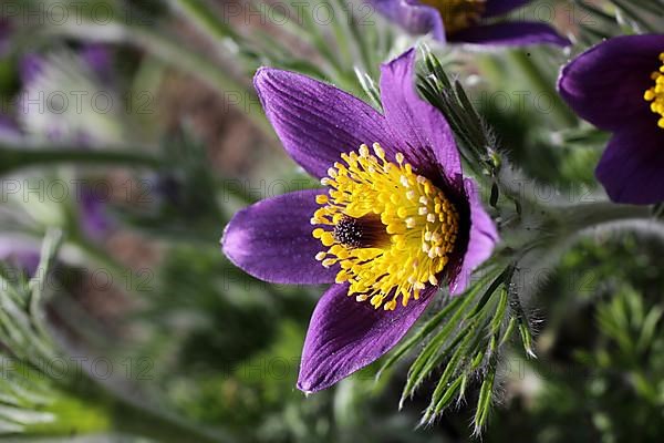 Medicinal plant Creeping pasque flower,