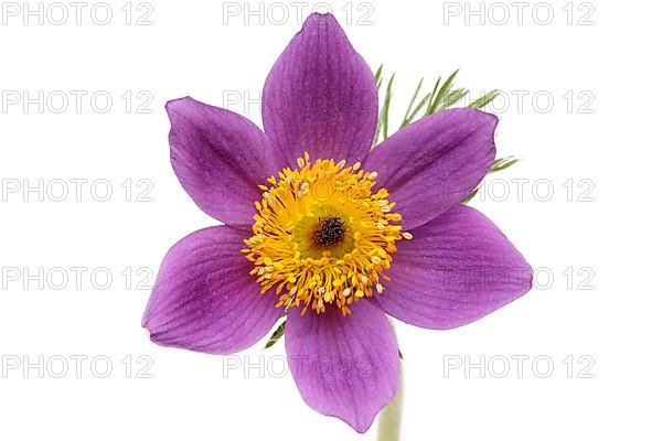 Medicinal plant Creeping pasque flower,