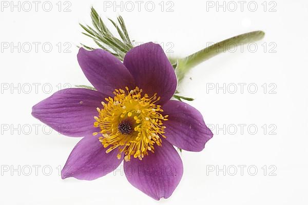 Medicinal plant Creeping pasque flower,