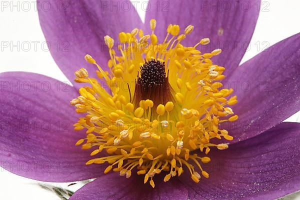 Medicinal plant Creeping pasque flower,