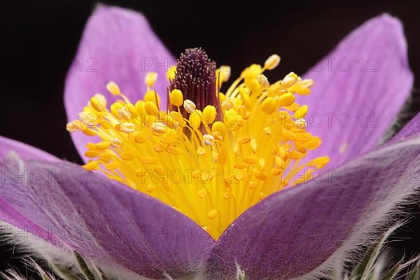 Medicinal plant Creeping pasque flower,