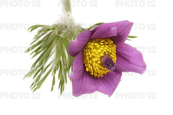 Medicinal plant Creeping pasque flower,