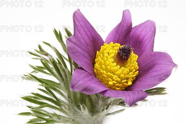 Medicinal plant Creeping pasque flower,